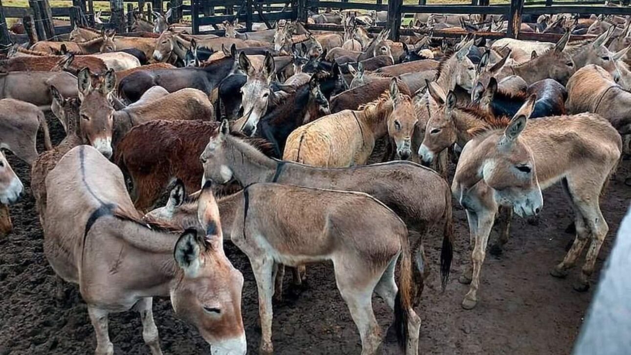 PL 2.613/2026 quer proibir abate de jumentos no Brasil após alerta de extinção, exportação de pele e risco sanitário.