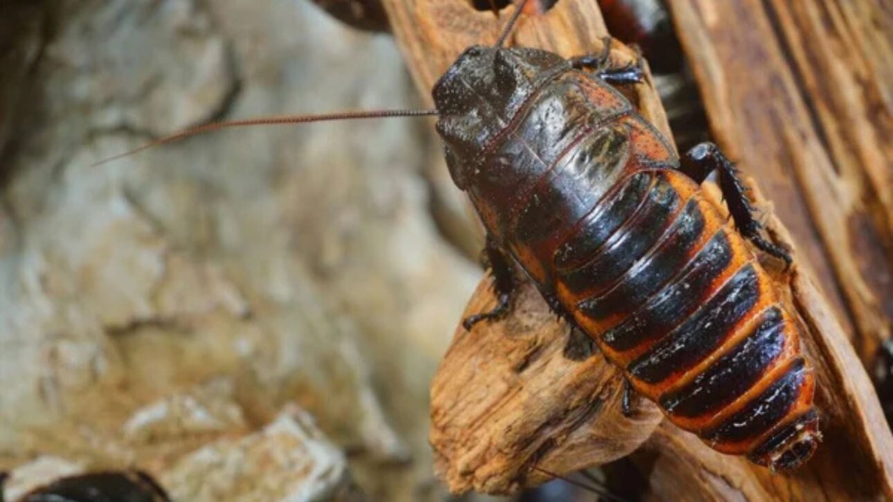 Australia seizes over 100,000 exotic cockroaches in operation against illegal breeding and warns of biosecurity risks.