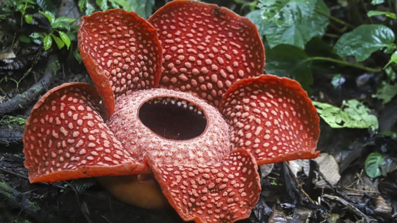 Conheça a Rafflesia arnoldii, flor-cadáver que pode atingir 111 cm, pesar até 11 kg e exalar cheiro de carne podre.