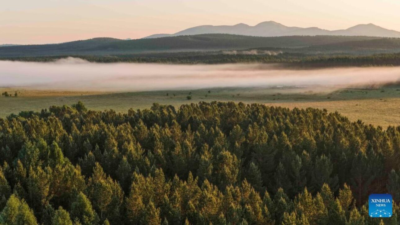 China transforma área degradada em Saihanba na maior floresta artificial do mundo e cria barreira verde contra a desertificação.