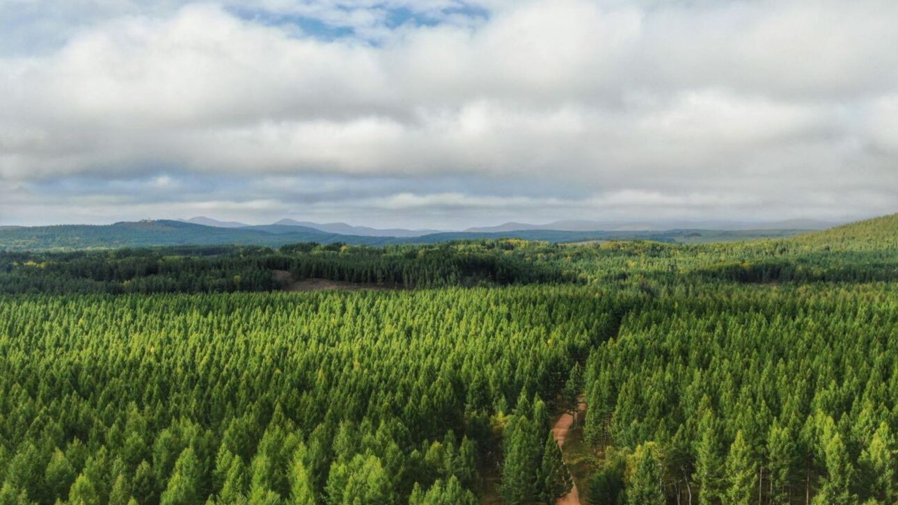 China transforma área degradada em Saihanba na maior floresta artificial do mundo e cria barreira verde contra a desertificação.