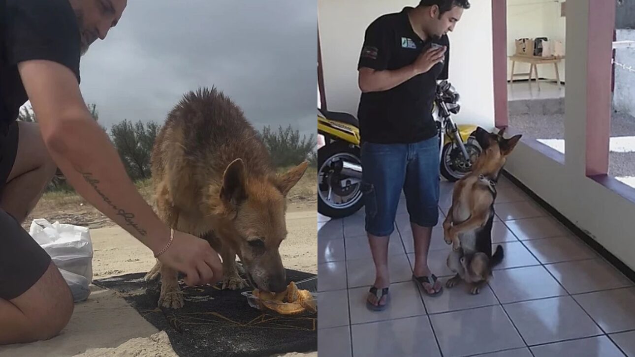 Pastor alemão Hércules emociona ao viver último dia com praia, passeio e carinho após anos enfrentando tumores e falência renal.