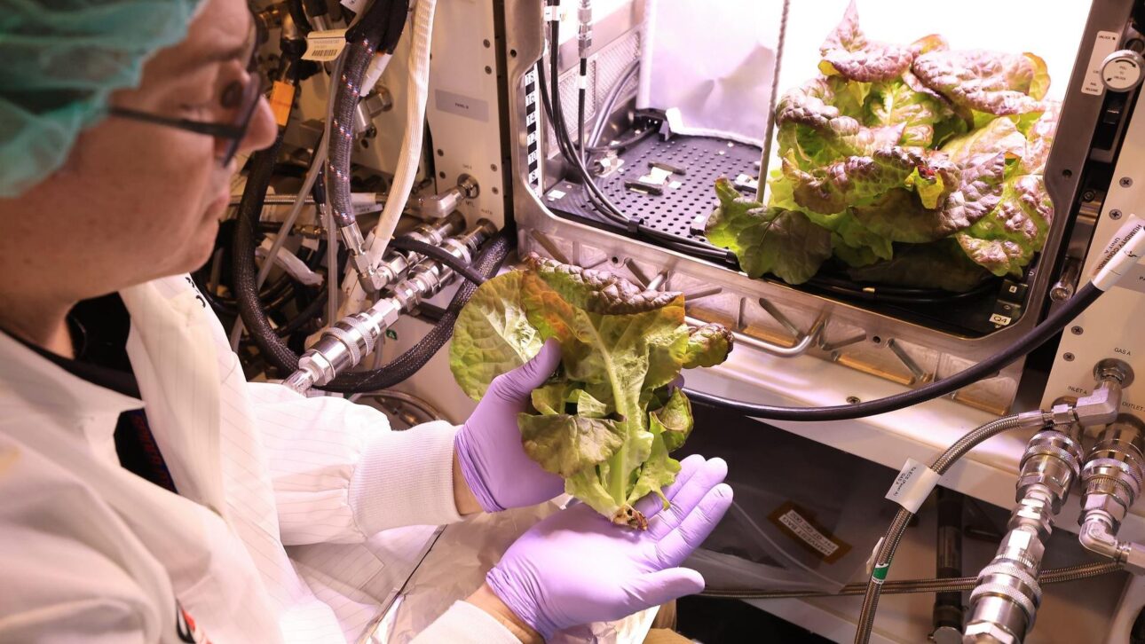 Nasa pesquisa plantas que crescem no escuro com CO₂ e eletricidade para produzir comida em missões longas à Lua e a Marte.