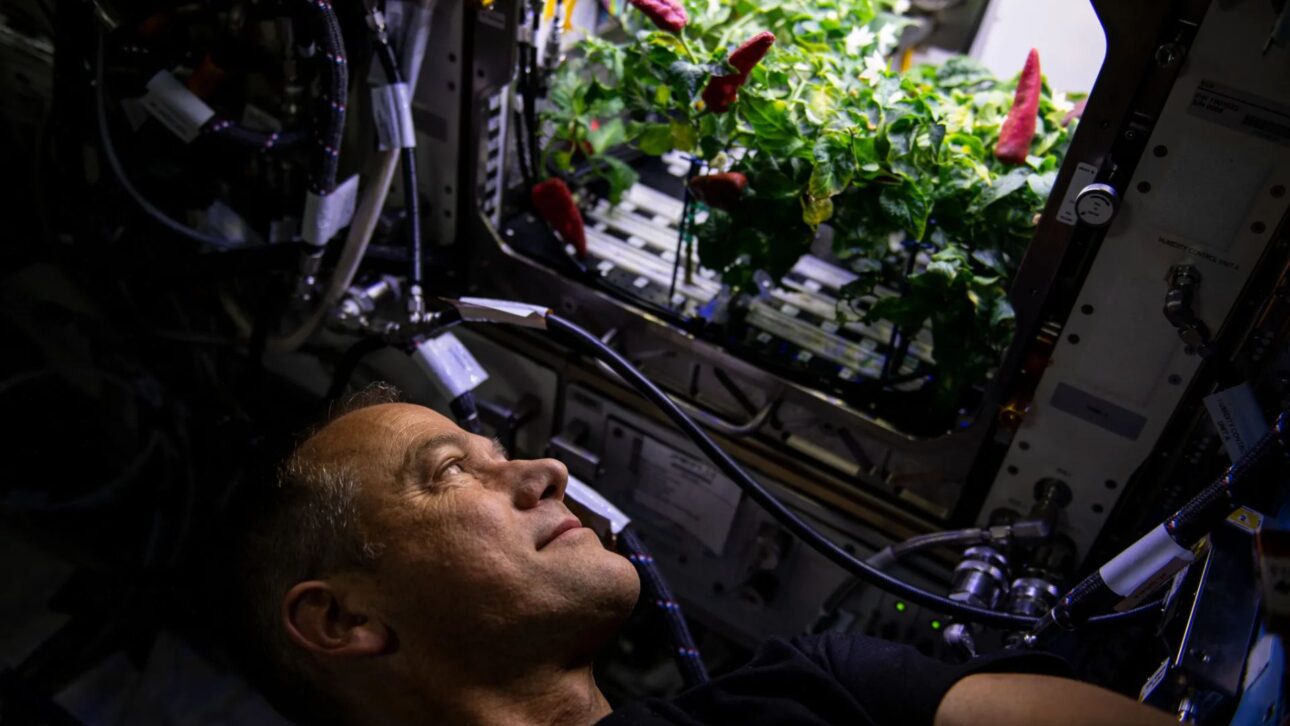 Nasa pesquisa plantas que crescem no escuro com CO₂ e eletricidade para produzir comida em missões longas à Lua e a Marte.