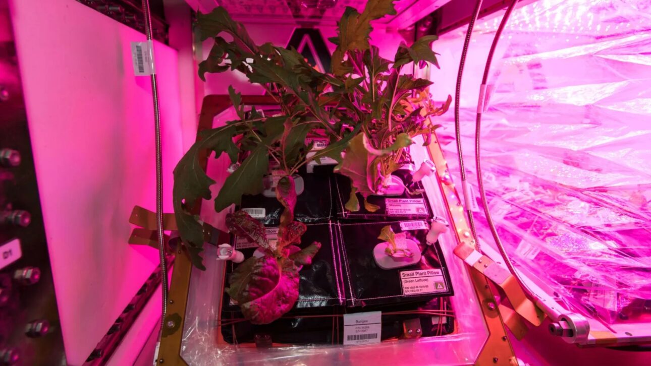 Nasa pesquisa plantas que crescem no escuro com CO₂ e eletricidade para produzir comida em missões longas à Lua e a Marte.