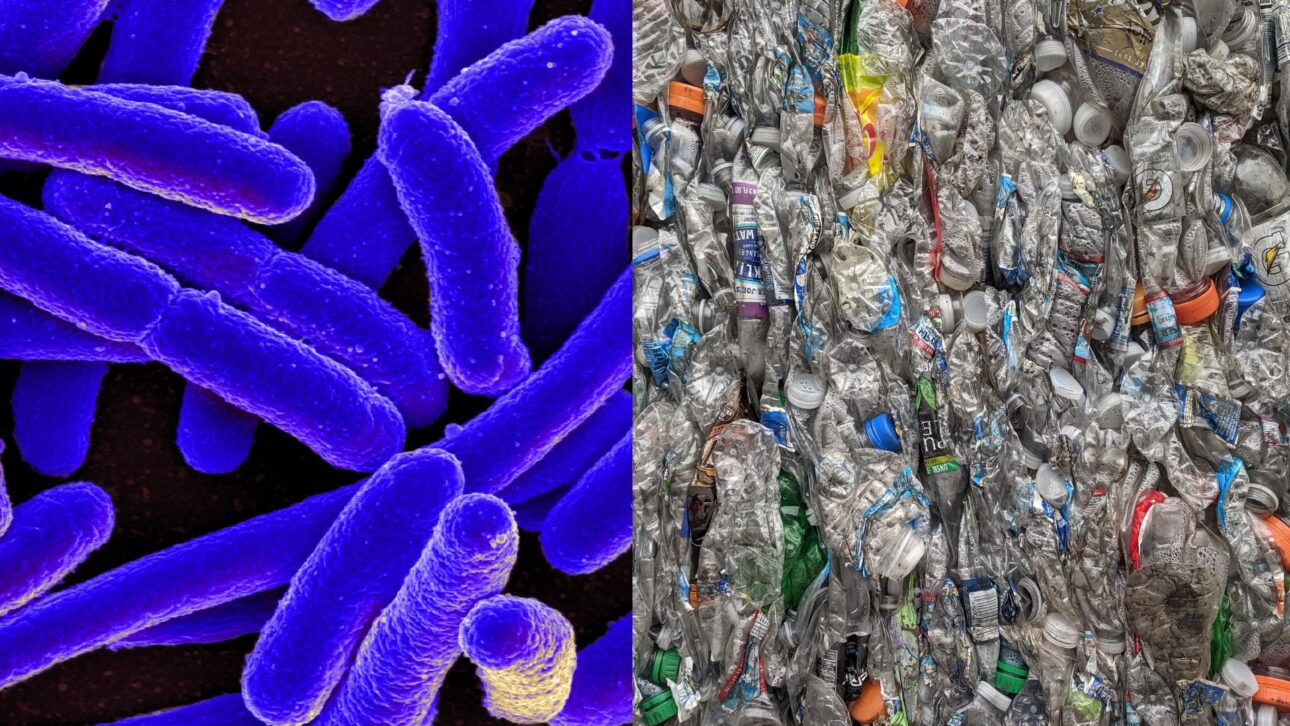 Cientistas usam bactéria modificada para transformar parte da garrafa PET em vanilina, composto associado ao aroma de baunilha.