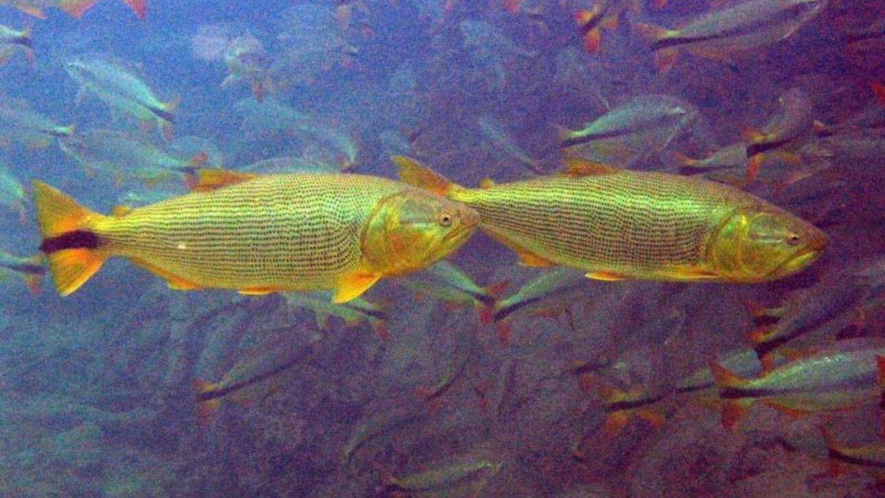 Dourado percorre mais de 600 km na piracema, enfrenta correntezas e barragens para se reproduzir nos rios brasileiros.