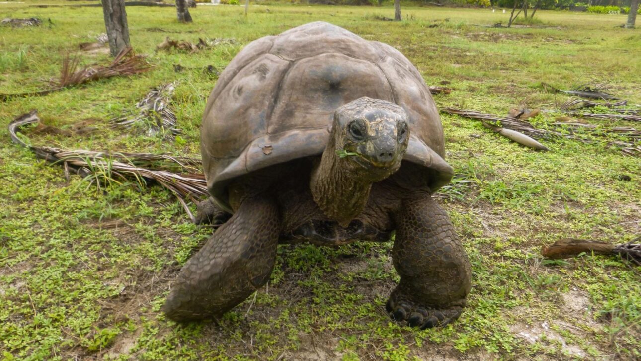 Reintrodução de tartarugas-gigantes em Aride recupera funções ecológicas ausentes havia mais de 180 anos.