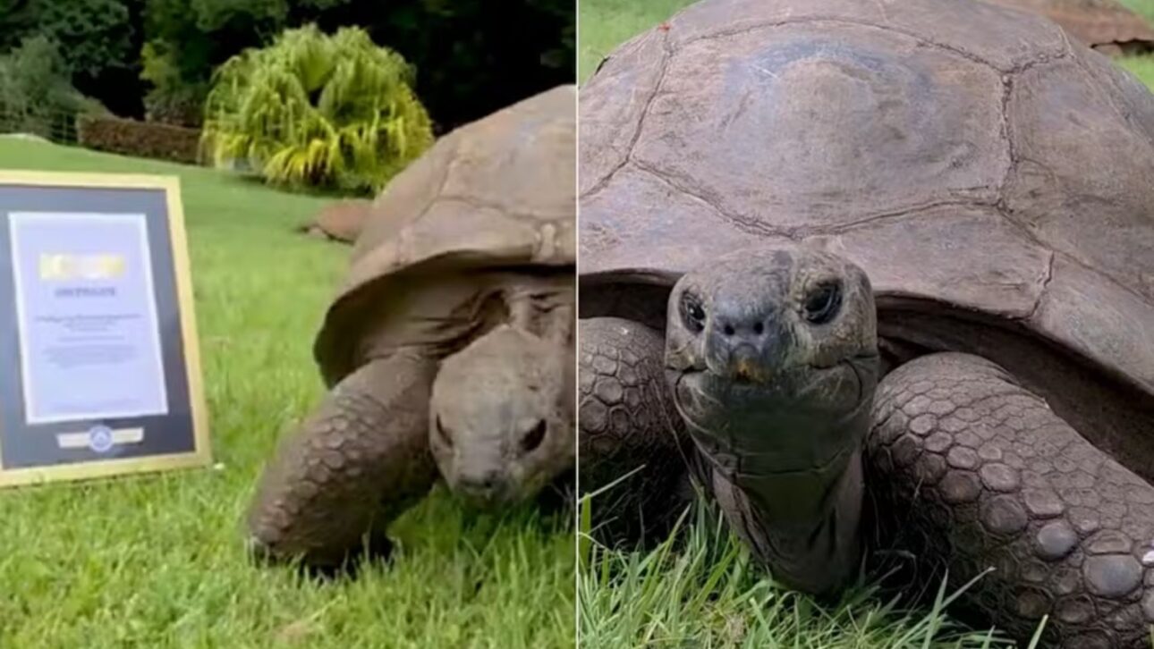 Jonathan, tartaruga de 194 anos, recebe homenagem do Guinness e reforça recorde como animal terrestre vivo mais velho do mundo.