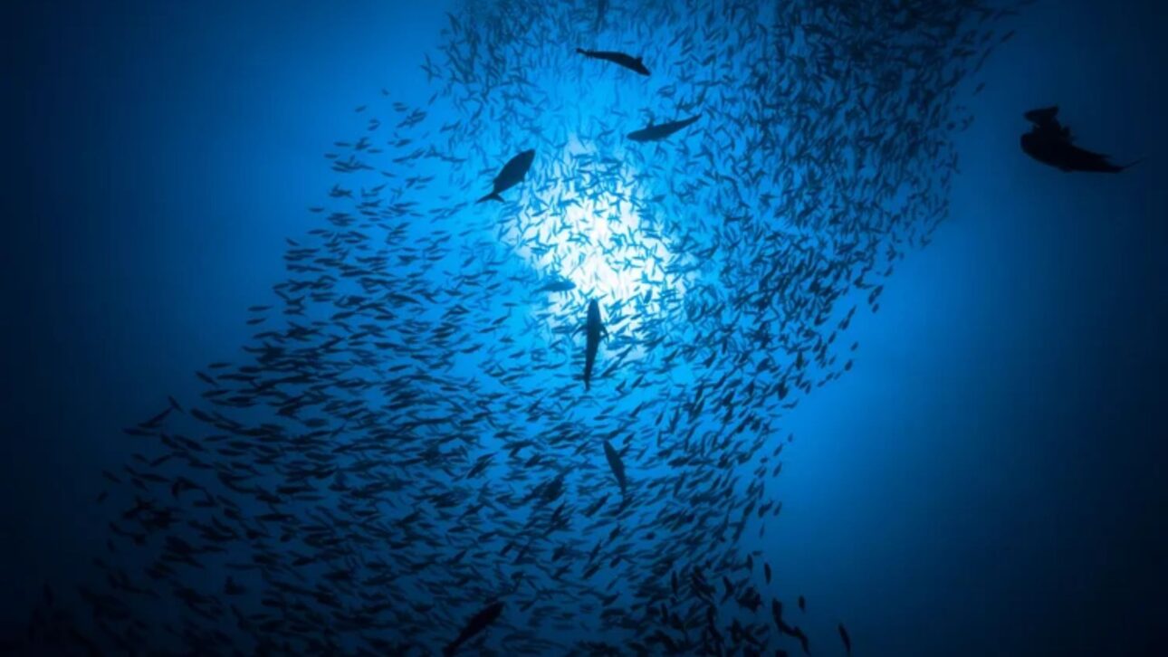 China testa fazenda de peixes no oceano com 190 toneladas de filhotes e primeira colheita em mar aberto concluída em 2026.