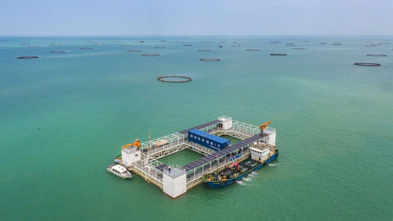 China testa fazenda de peixes no oceano com 190 toneladas de filhotes e primeira colheita em mar aberto concluída em 2026.