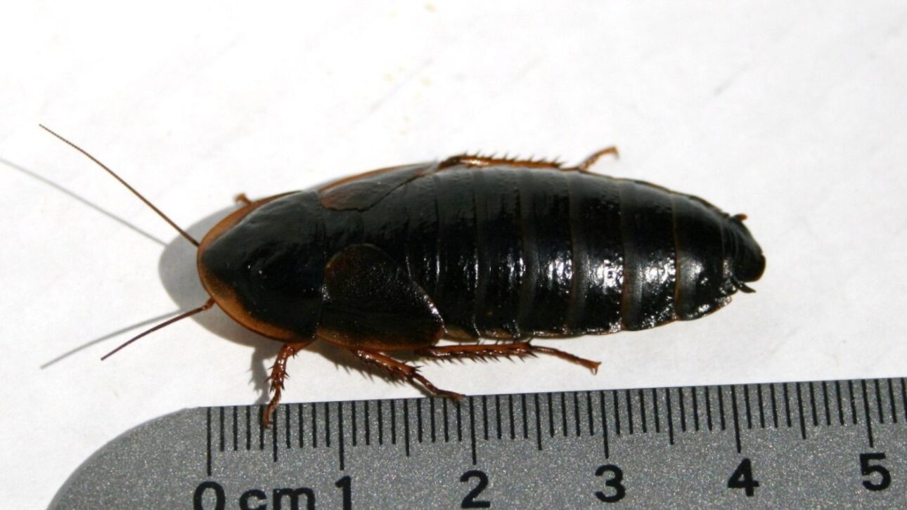 Australia seizes over 100,000 exotic cockroaches in operation against illegal breeding and warns of biosecurity risks.