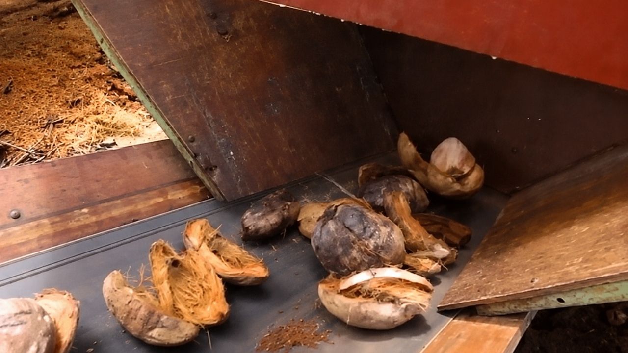 Casca de coco vira manta biodegradável em estradas rurais da Índia contra chuva intensa e tráfego pesado.