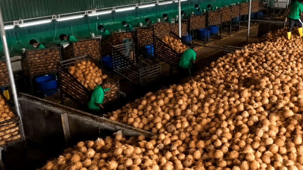 Casca de coco vira manta biodegradável em estradas rurais da Índia contra chuva intensa e tráfego pesado.