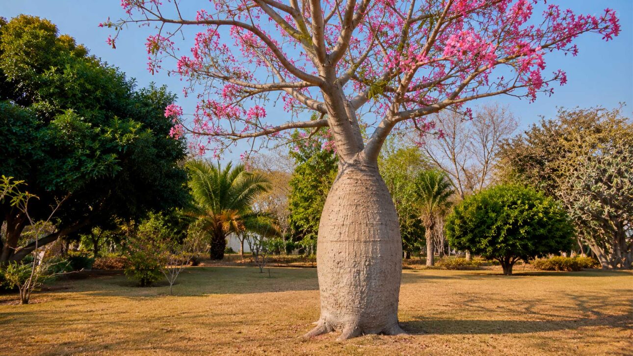 Garden with pink floss-silk tree highlighting pot-bellied trunk adapted for dry periods