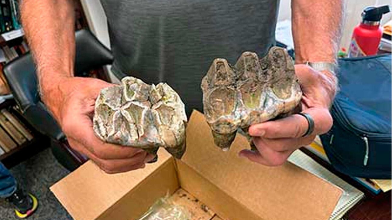 Mandíbula-de-mastodonte-em-Nova-York