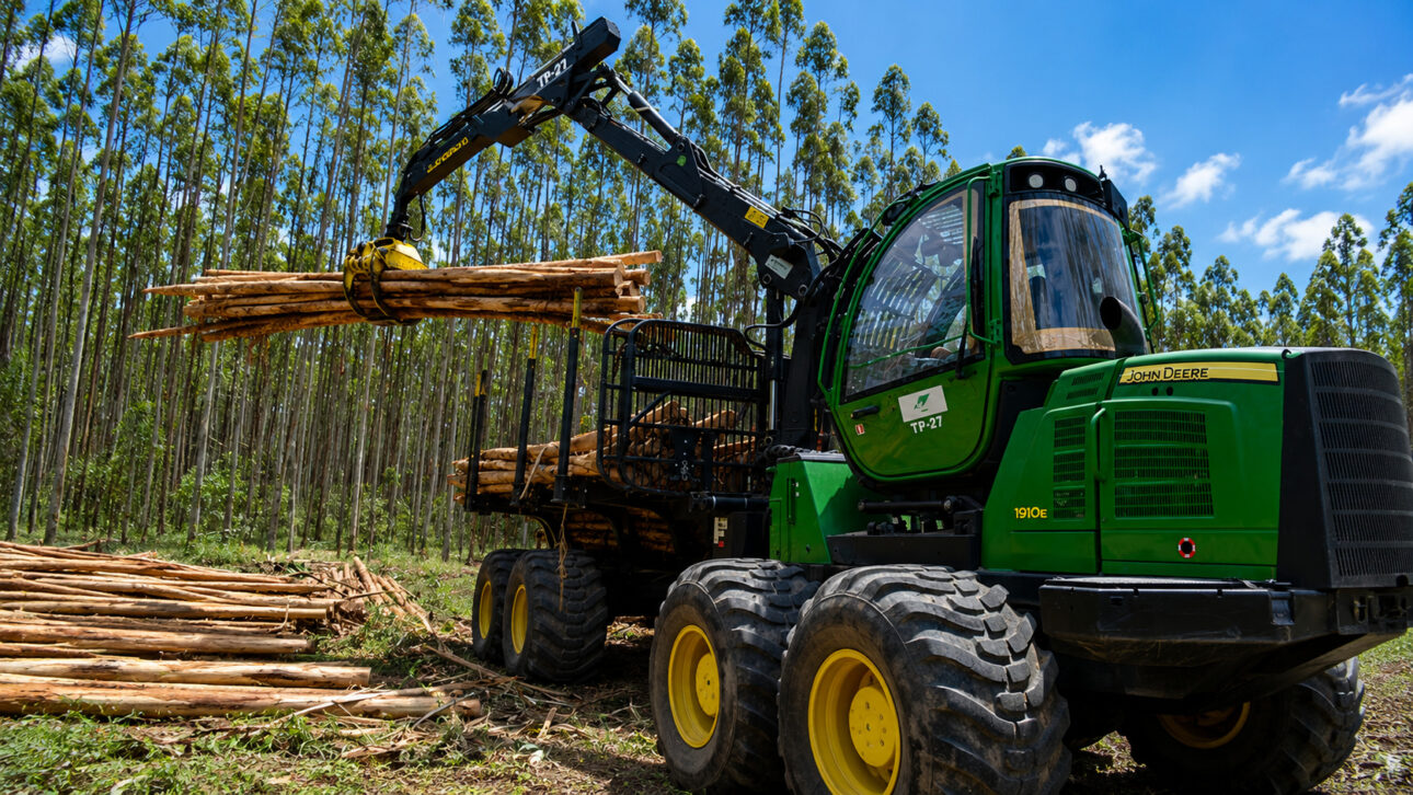 Máquina de colheita em floresta de eucalipto.
