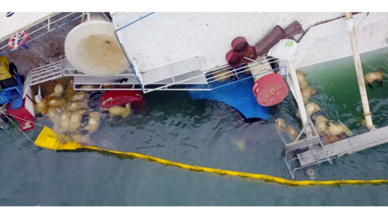 Navio de exportação de animais vivos, o Queen Hind, naufragado e cercado pelos corpos flutuantes de ovelhas afogadas. Imagem: Animals International.