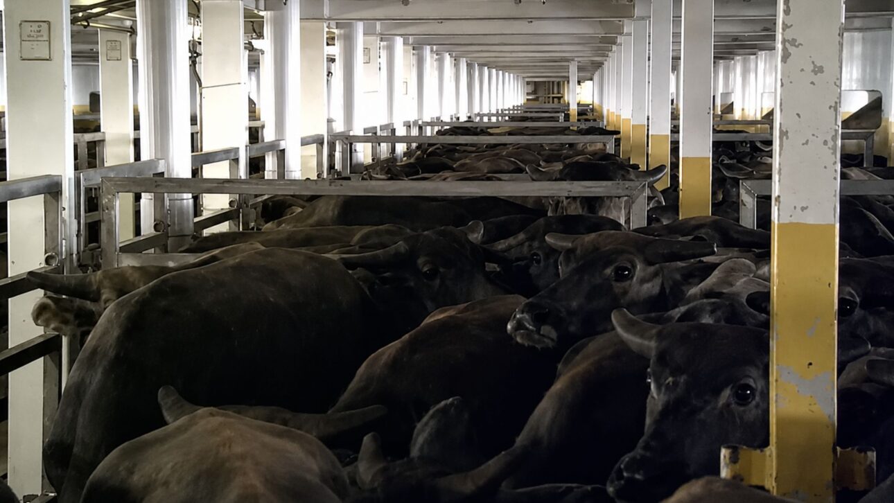 16.000 cabeças de gado a bordo