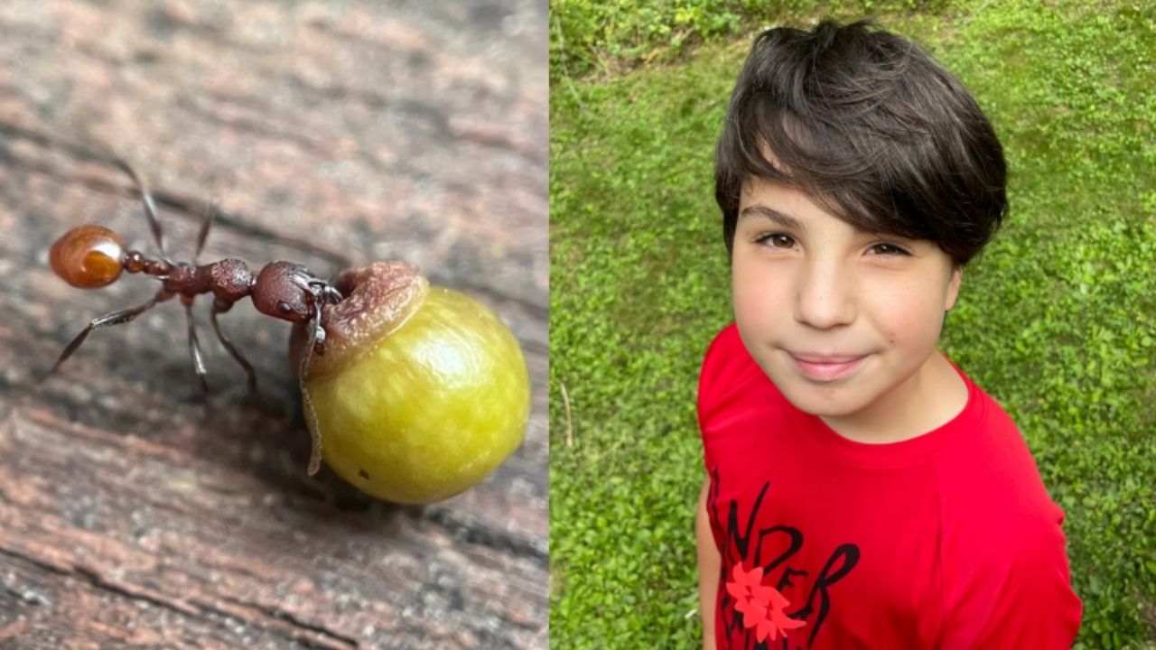 Menino de 8 anos achou bolinhas no quintal e ajudou cientistas a revelar segredo das formigas estruturas parecidas com sementes eram levadas para ninhos, protegiam larvas de vespas e