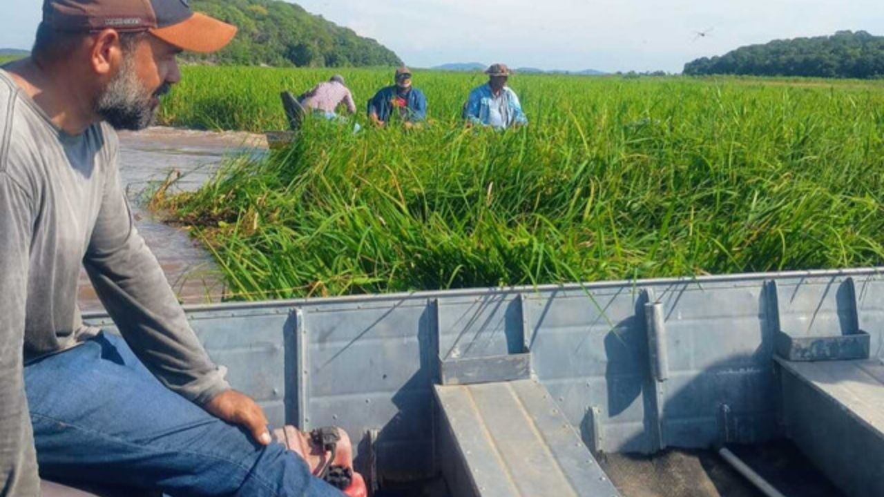 estrada improvisada no Pantanal vira rota após baceiro bloquear Baía do Castelo no Rio Paraguai e afetar acesso local.
