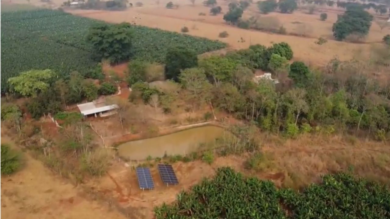Banana en Mato Grosso se convierte en fruticultura con riego y energía solar, 15 mil plantas y cosecha semanal en la sequía.