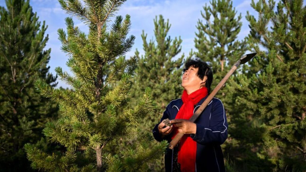 Yin Yuzhen inspects trees in the village of Salawusu, Uxin district, Inner Mongolia Autonomous Region, northern China, on May 20, 2026. (Xinhua/Li Zhipeng)