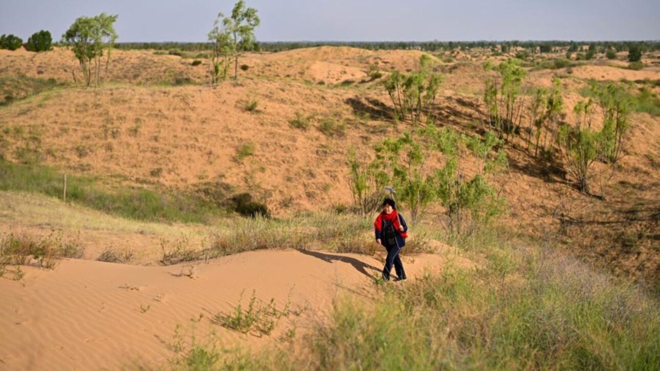 Yin Yuzhen patrols a sandy area in the village of Salawusu, Uxin district, Inner Mongolia Autonomous Region, northern China, on May 20, 2026. (Xinhua/Liu Jinhai)