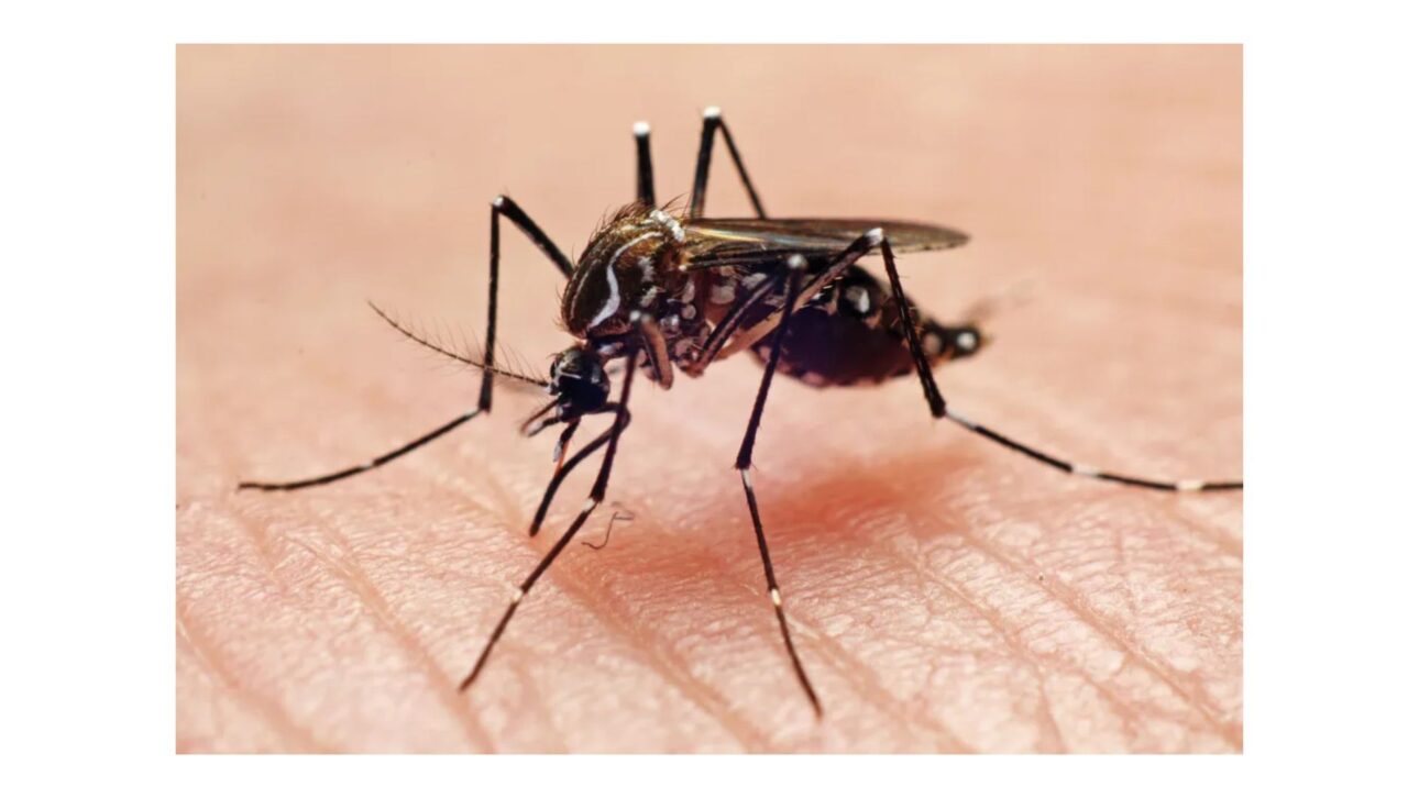 Um mosquito Aedes aegypti.
João Paulo Burini via Getty Images.