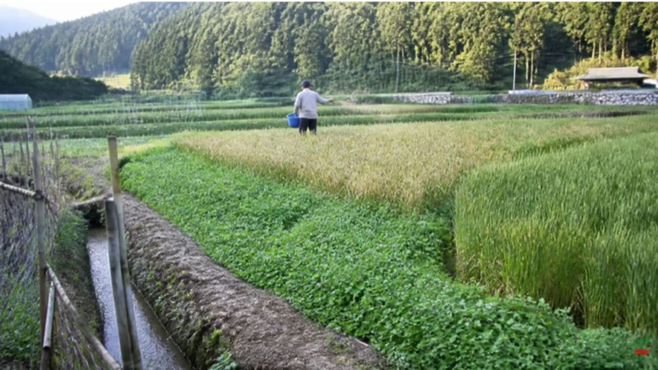 natural farming in rice fields