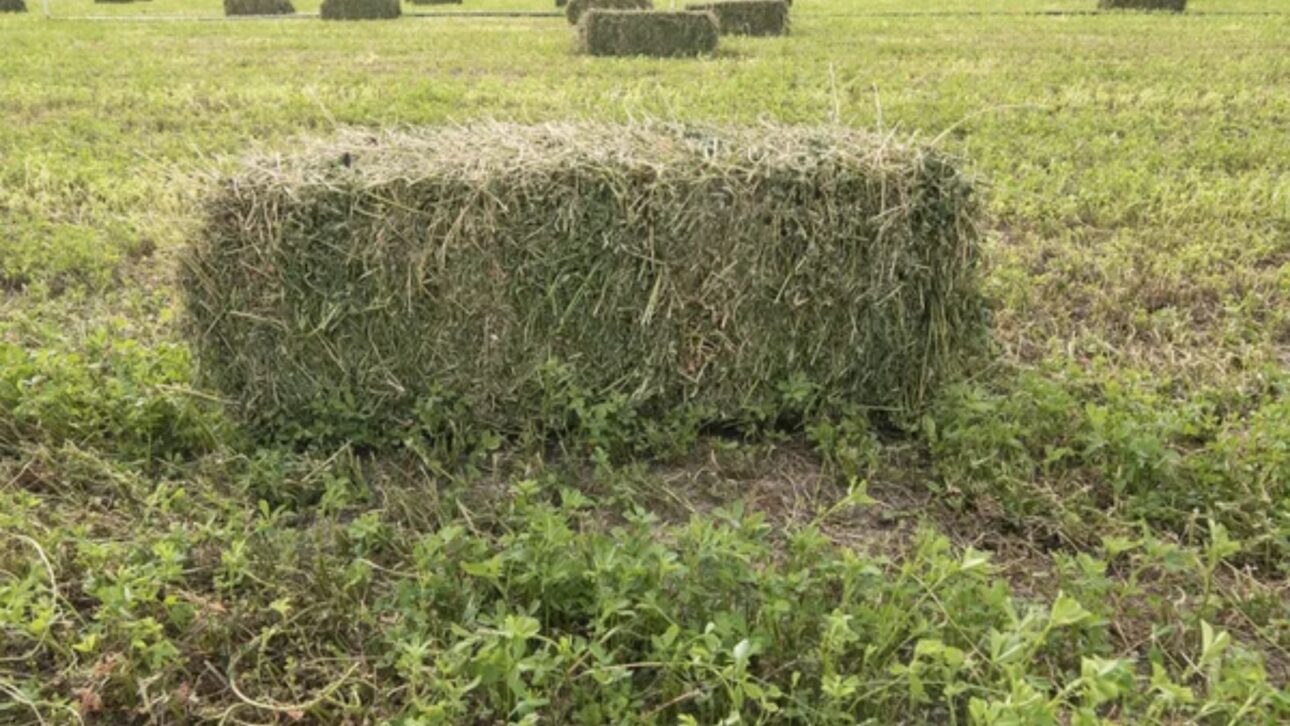 clover and straw