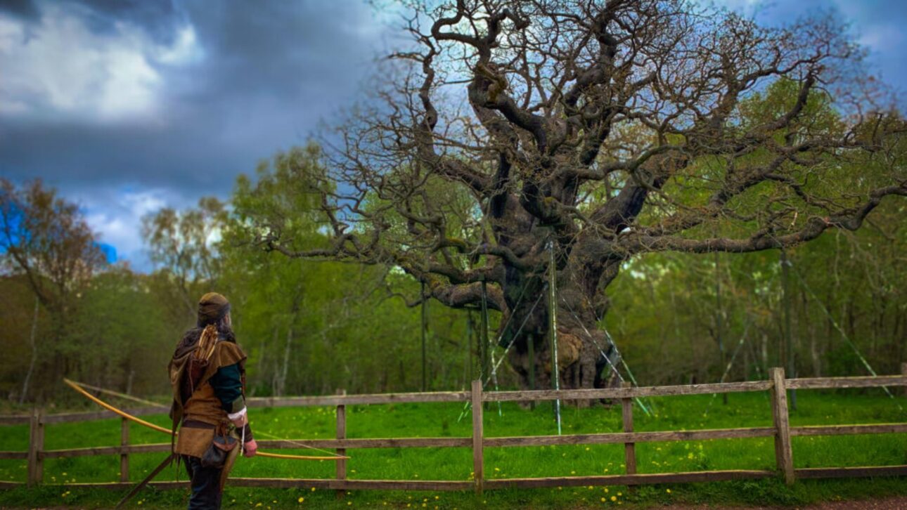 O carvalho que escondia Robin Hood na Floresta de Sherwood morreu aos 1.200 anos. Major Oak foi vítima do turismo e das mudanças climáticas na Inglaterra.