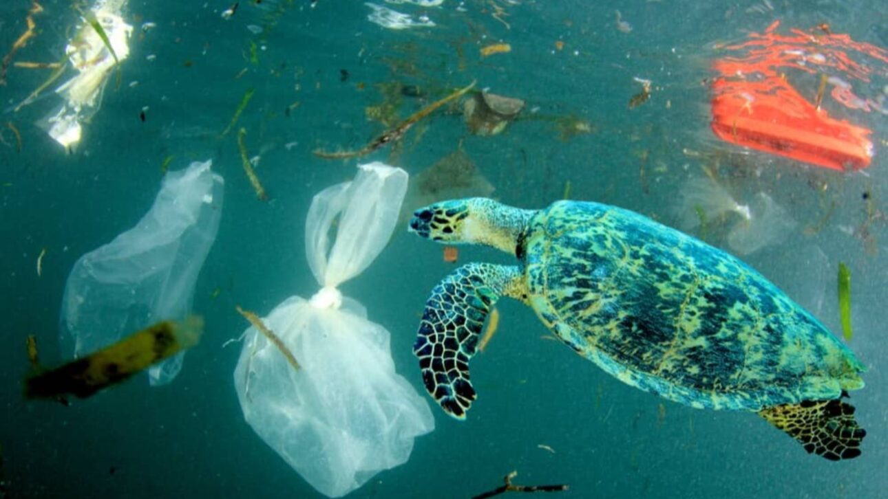 Marine pollution degrades the quality of ocean waters and affects the balance of ecosystems