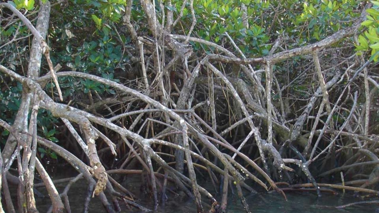 Carbono azul une oceano, manguezais e baleias contra o aquecimento global e mostra por que o litoral do Brasil importa.