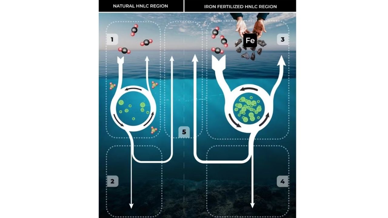 Carbono azul une oceano, manguezais e baleias contra o aquecimento global e mostra por que o litoral do Brasil importa.