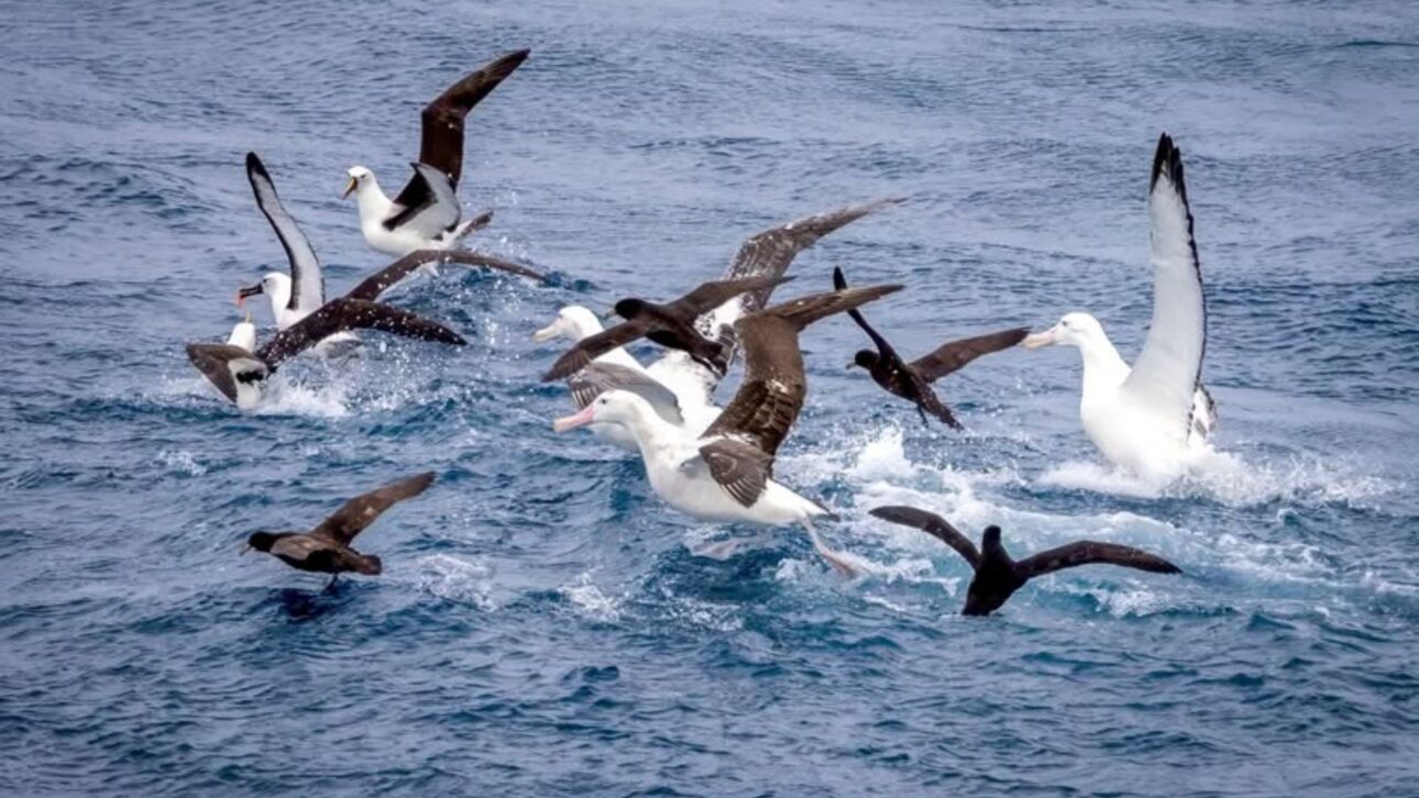The oceans received a historic investment of $6.4 billion for conservation, blue economy, and sustainable fishing, but will the promise be fulfilled?