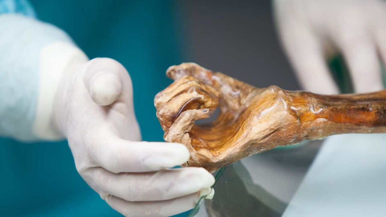 Ötzi, a múmia dos Alpes, guarda um microbioma ainda ativo: a levedura do Homem do Gelo aponta para uma fermentação que economiza energia.
