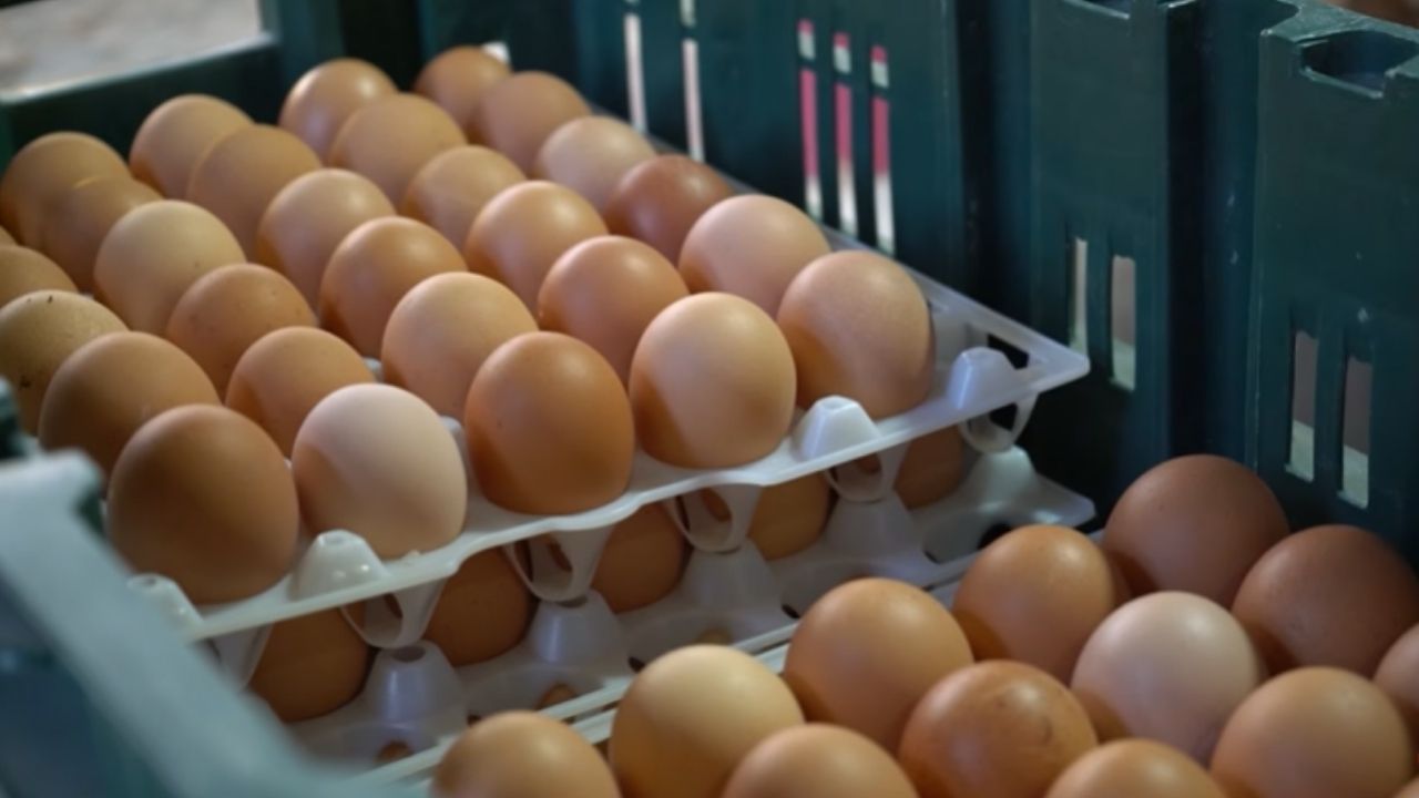 Odorless egg becomes a differential in Serafina Corrêa farm, with egg production, automation, and a heated market.