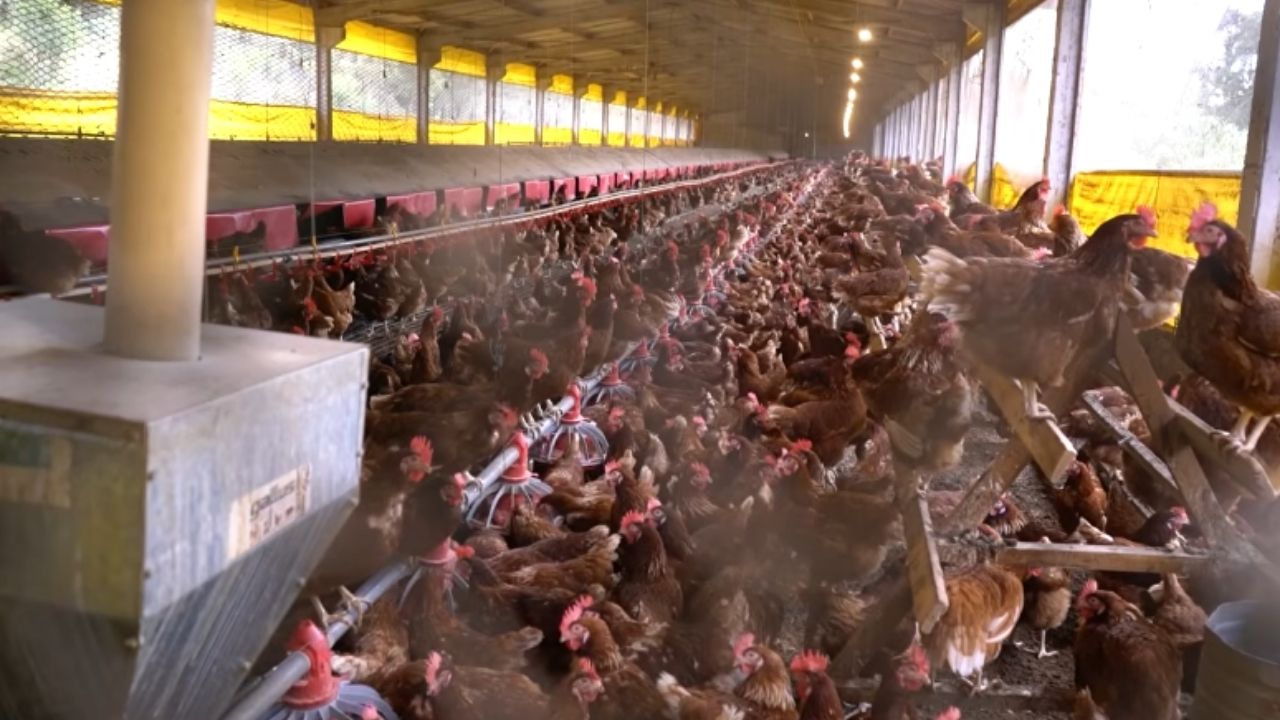 Odorless egg becomes a differentiator in a farm in Serafina Corrêa, with egg production, automation, and a heated market.