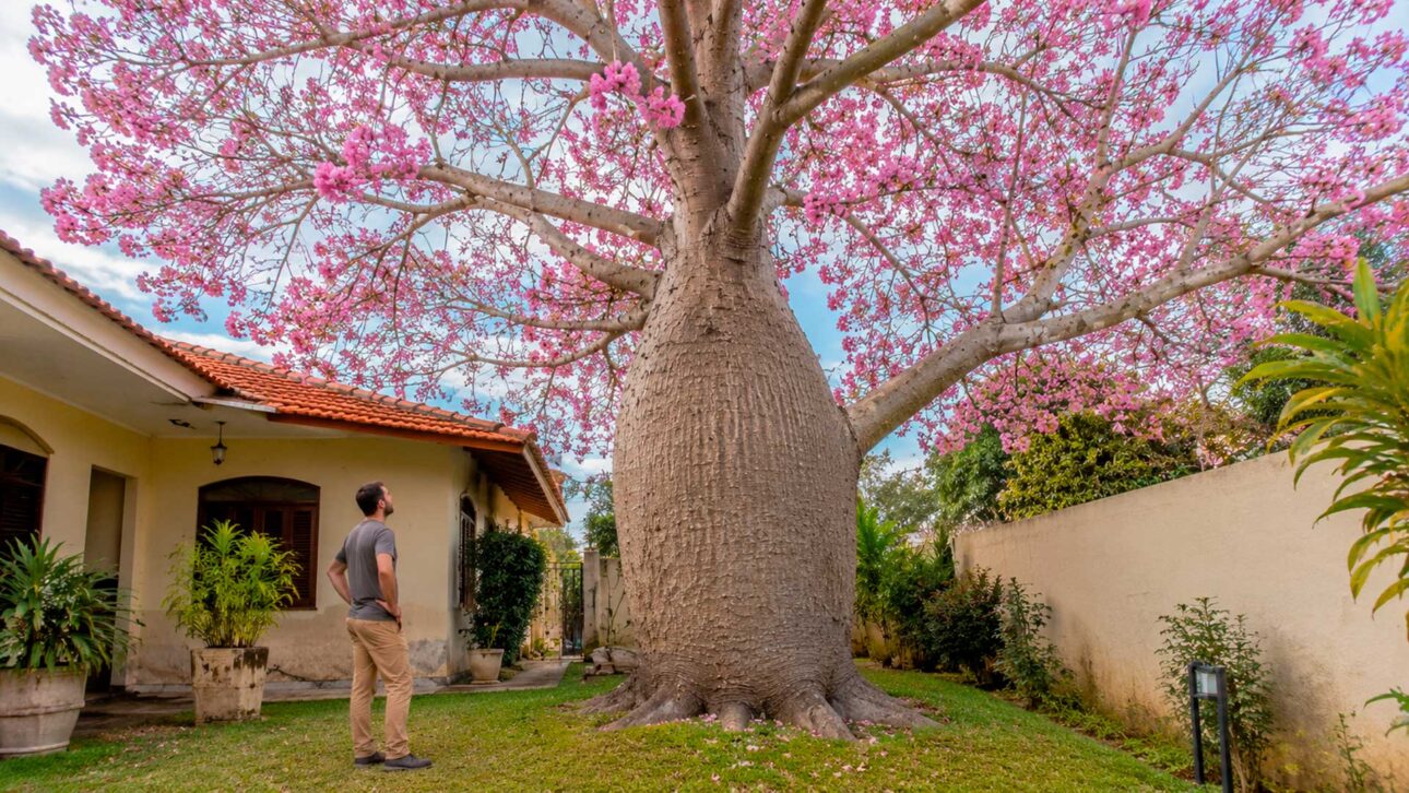 Adult pink silk floss tree occupies a large part of the garden and shows the importance of planning the space before planting
