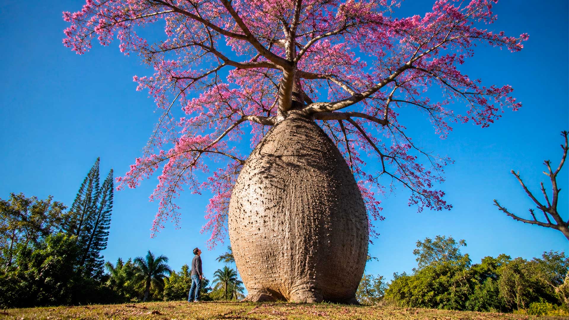 Paineira-rosa chama atenção pelo tronco barrigudo, grande porte e florada rosa em jardins amplos