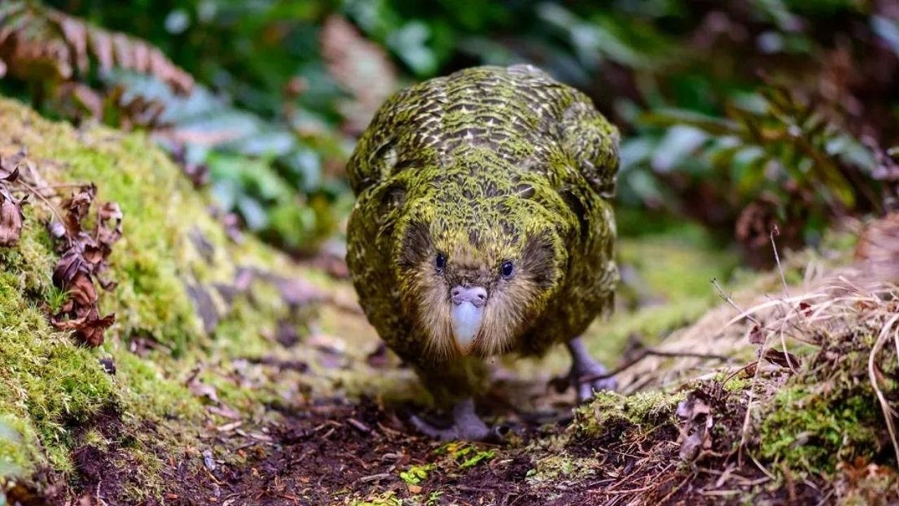 Giant kakapo parrot defies extinction in New Zealand with genetics and extreme management.