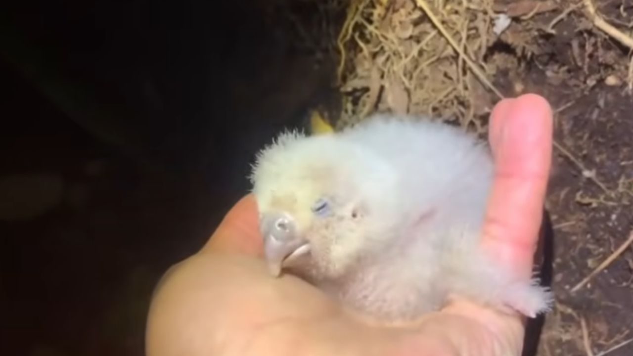 Papagaio gigante kakapo desafia extinção na Nova Zelândia com genética e manejo extremo.