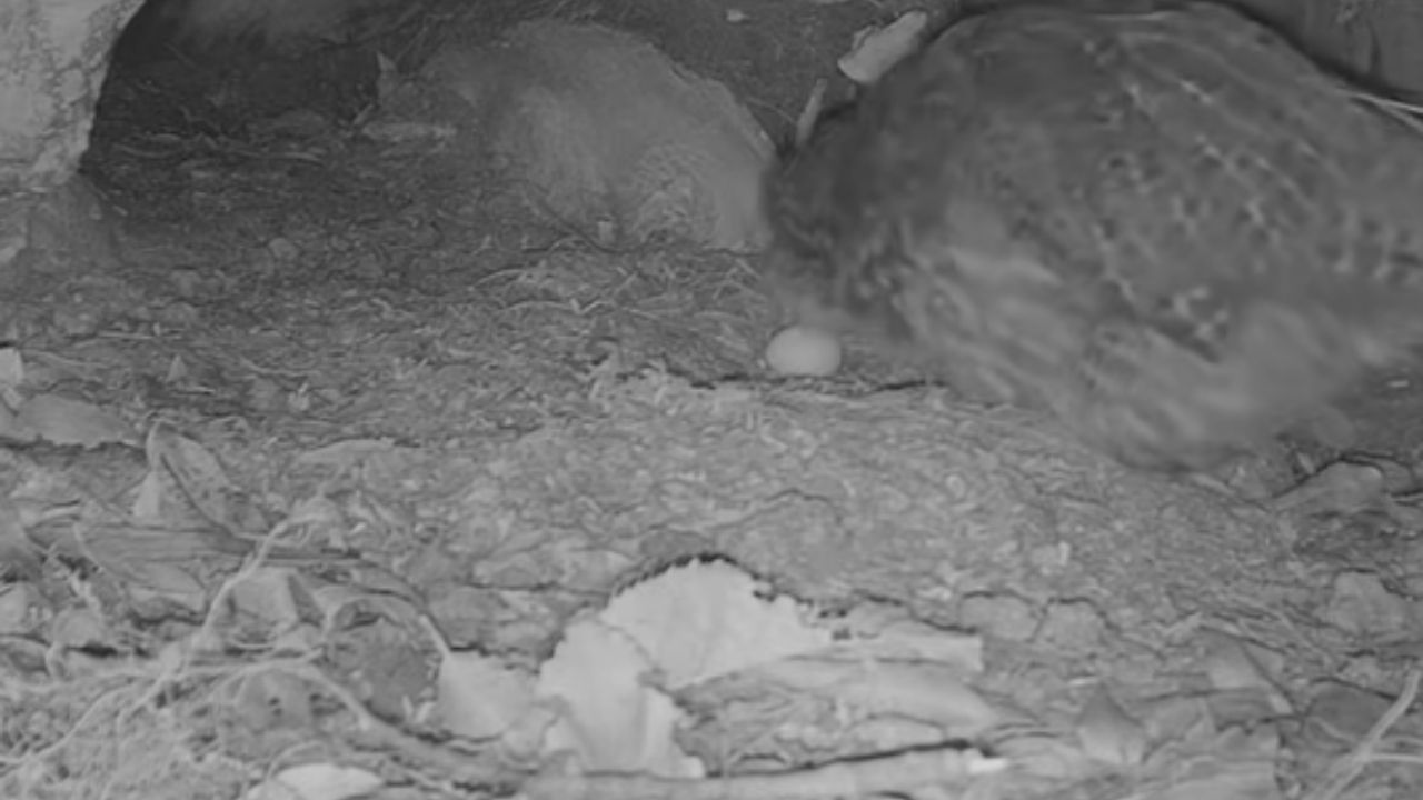 Giant kakapo parrot defies extinction in New Zealand with genetics and extreme management.