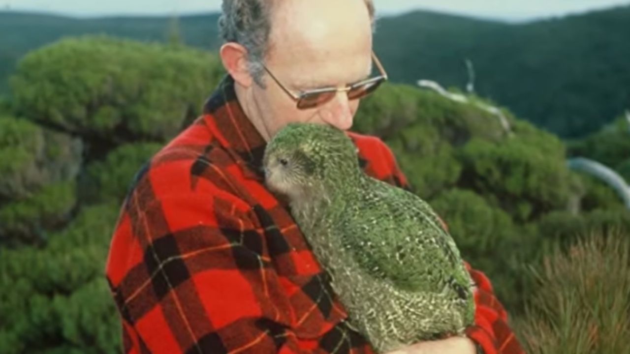 Giant kakapo parrot defies extinction in New Zealand with genetics and extreme management.