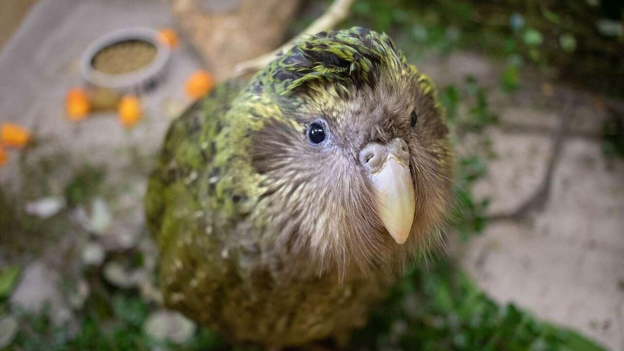 Giant parrot kakapo defies extinction in New Zealand with genetics and extreme management.
