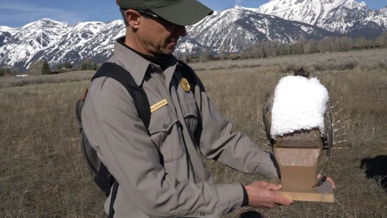 Pássaros robóticos do Grand Teton usam robótica perto do Jackson Hole Airport em área restaurada de 100 acres.