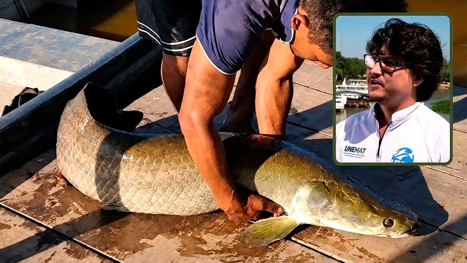 Pesquisadores alertam que peixes exóticos como pirarucu e tucunaré podem desequilibrar espécies nativas do Pantanal