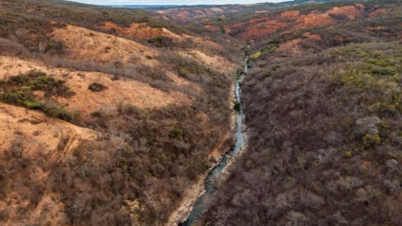 The eucalyptus monoculture for cellulose became a green desert that dried up springs and expelled families in Minas Gerais and Bahia.