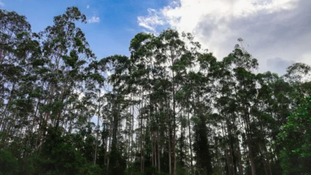 The eucalyptus monoculture for pulp turned into a green desert that dried up springs and expelled families in Minas Gerais and Bahia.